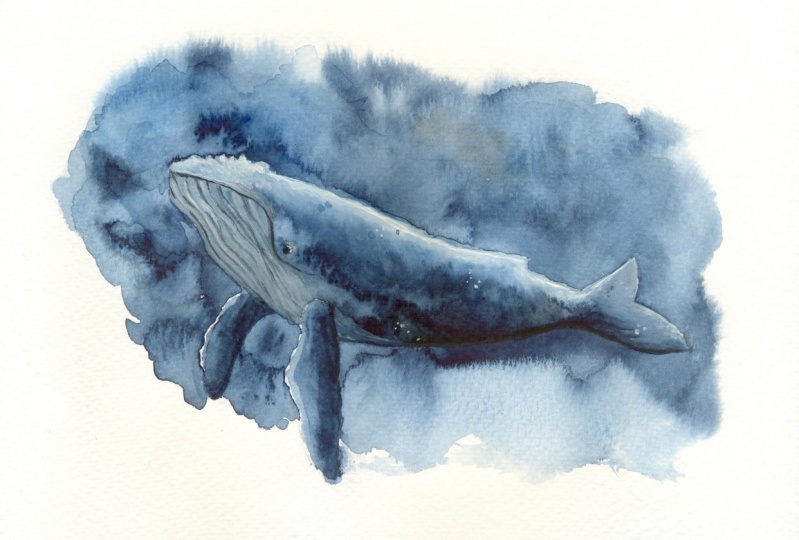Watercolour whale