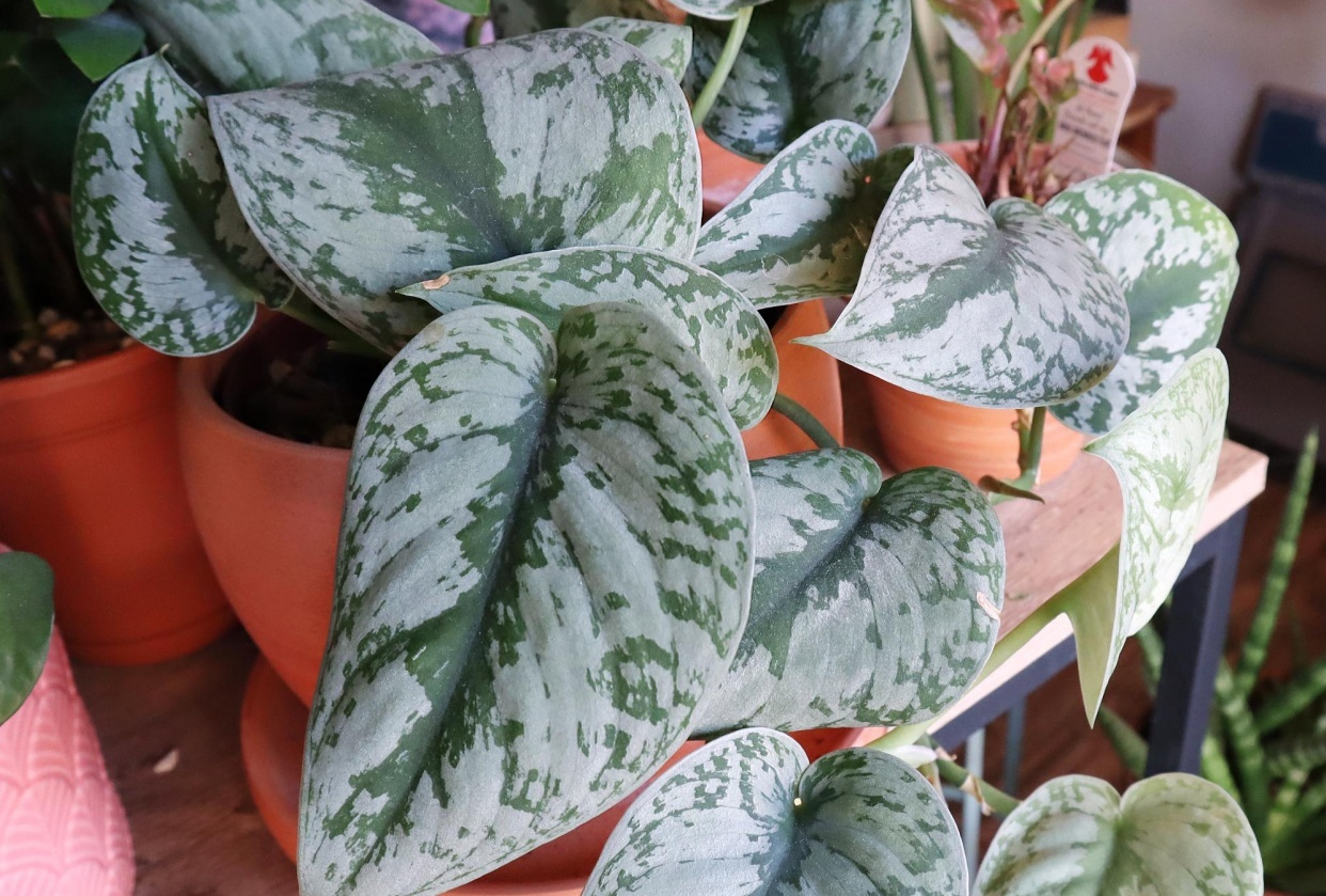 Scindapsus Pictus Exotica - student project