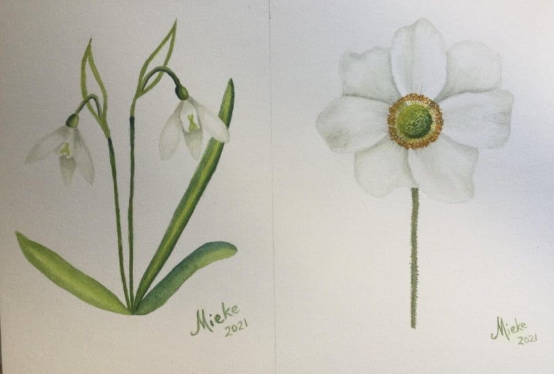 Snow drop and anemone