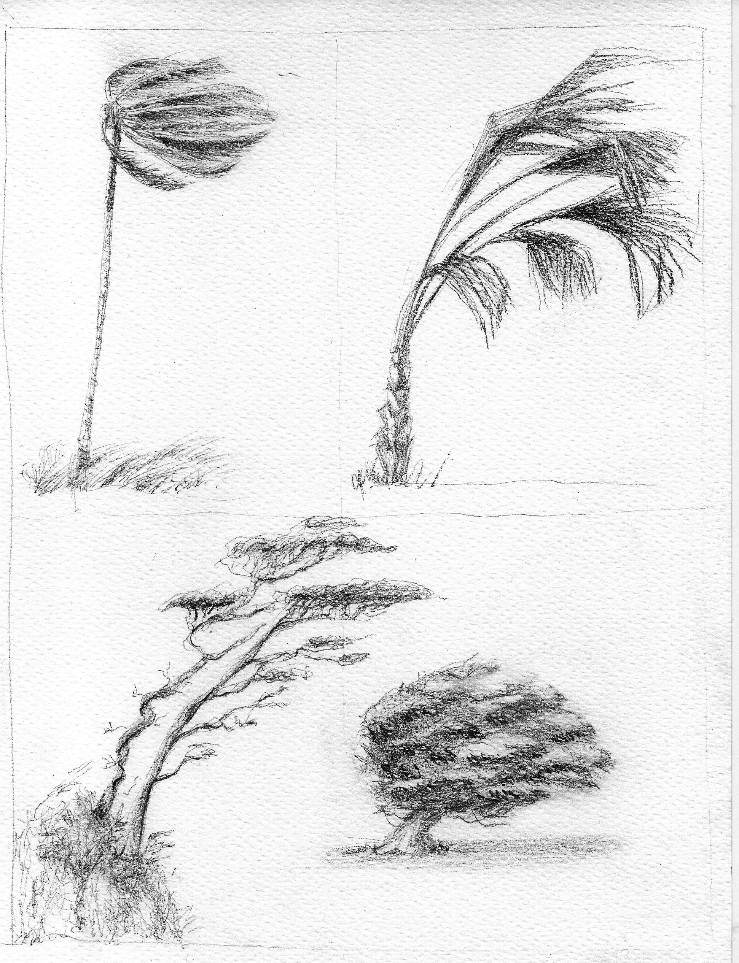 Interesting Trees - student project