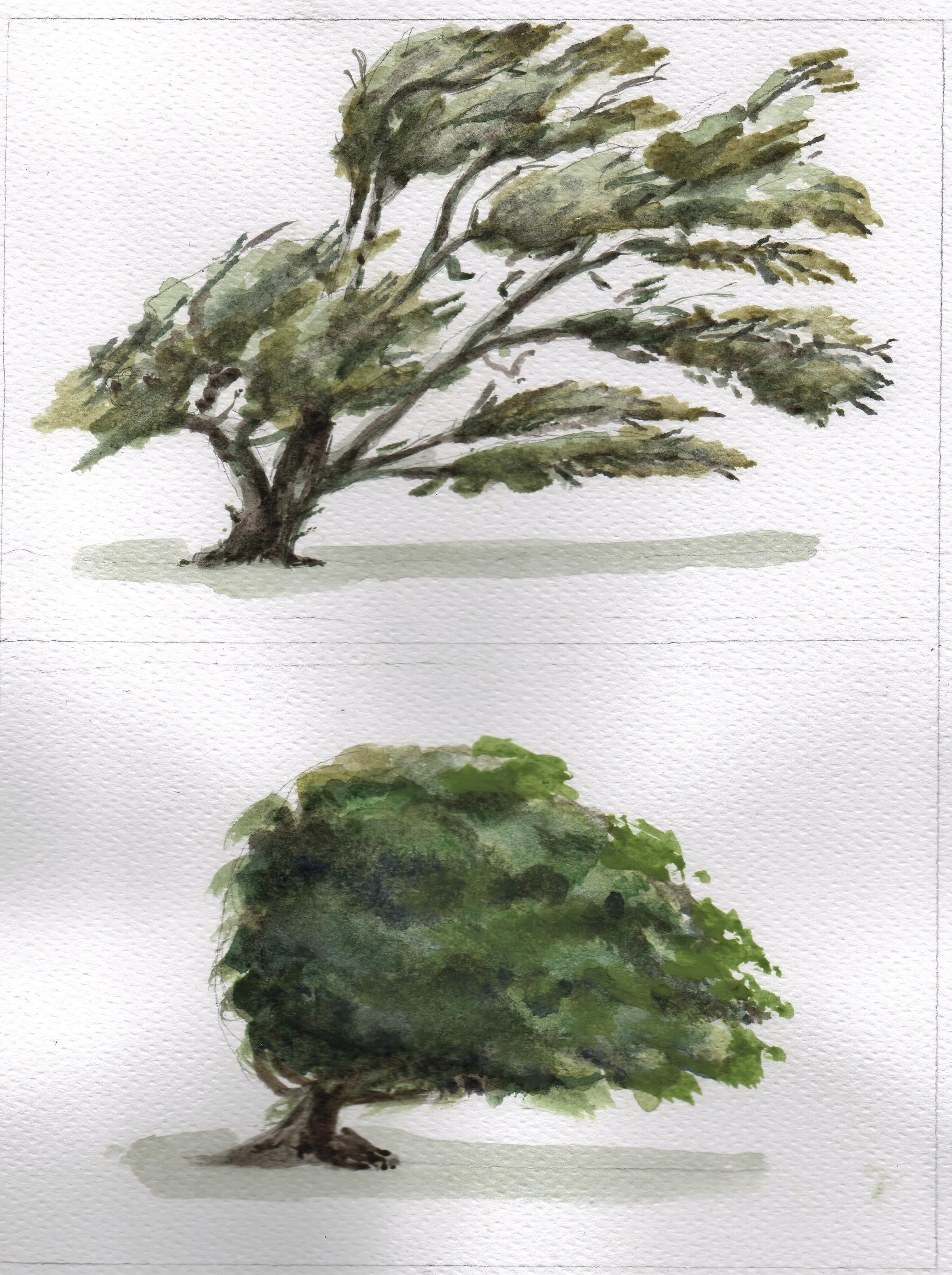Watercolor Trees - student project