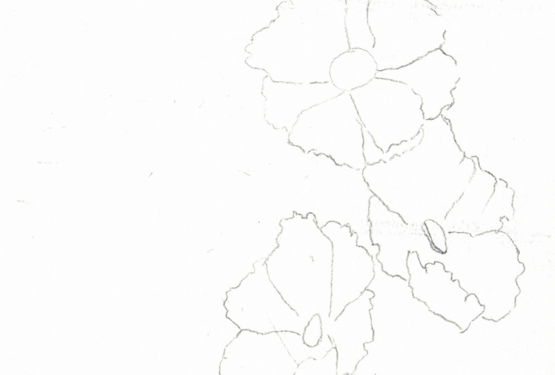 traced drawing
