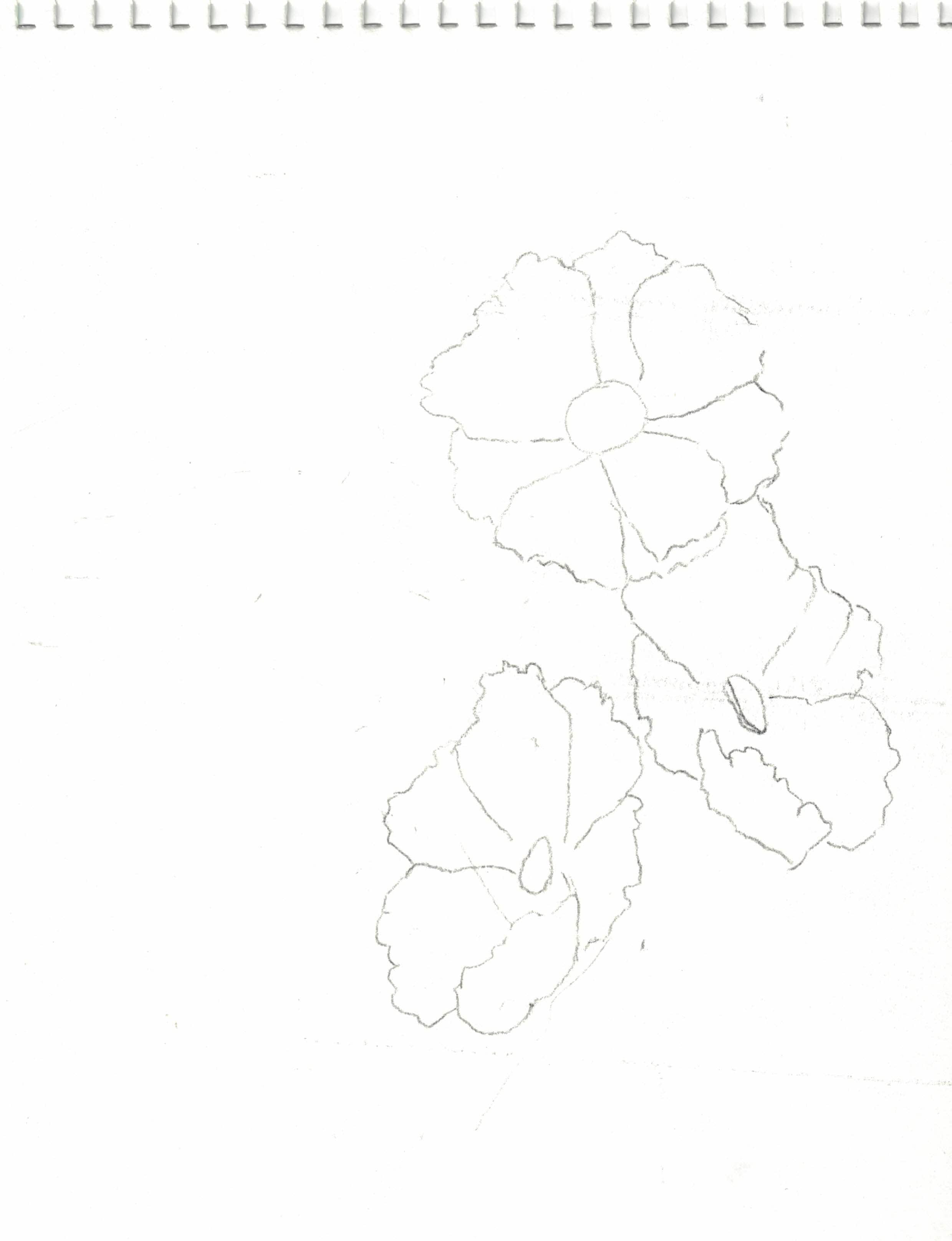 traced drawing - student project