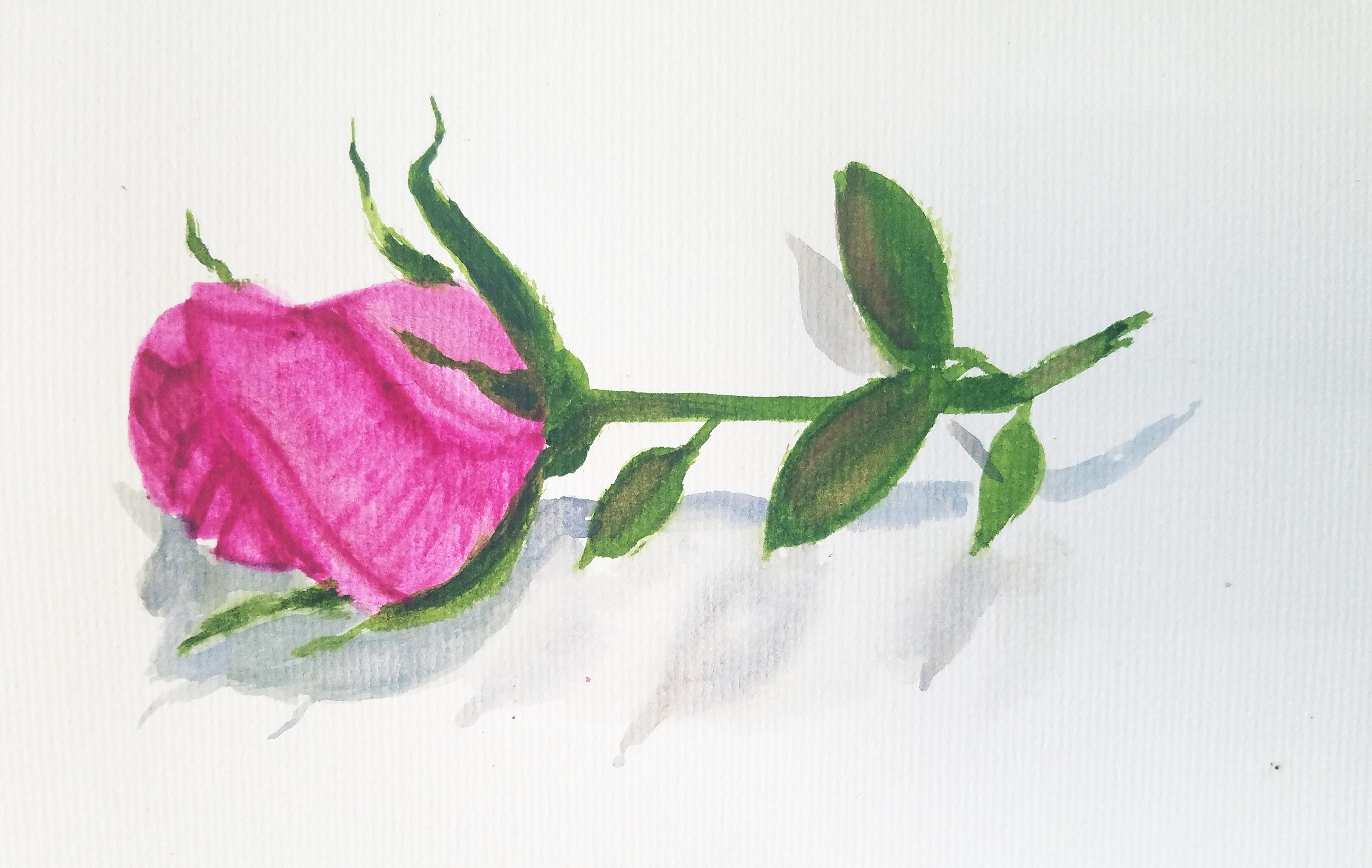 Watercolor Flower - How to paint a rose step by step - student project