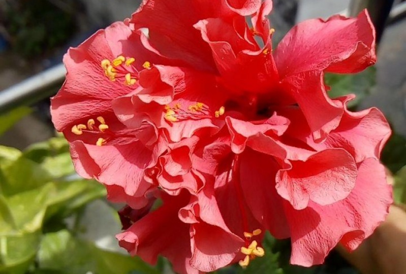 Planting trees, shrubs and herbs