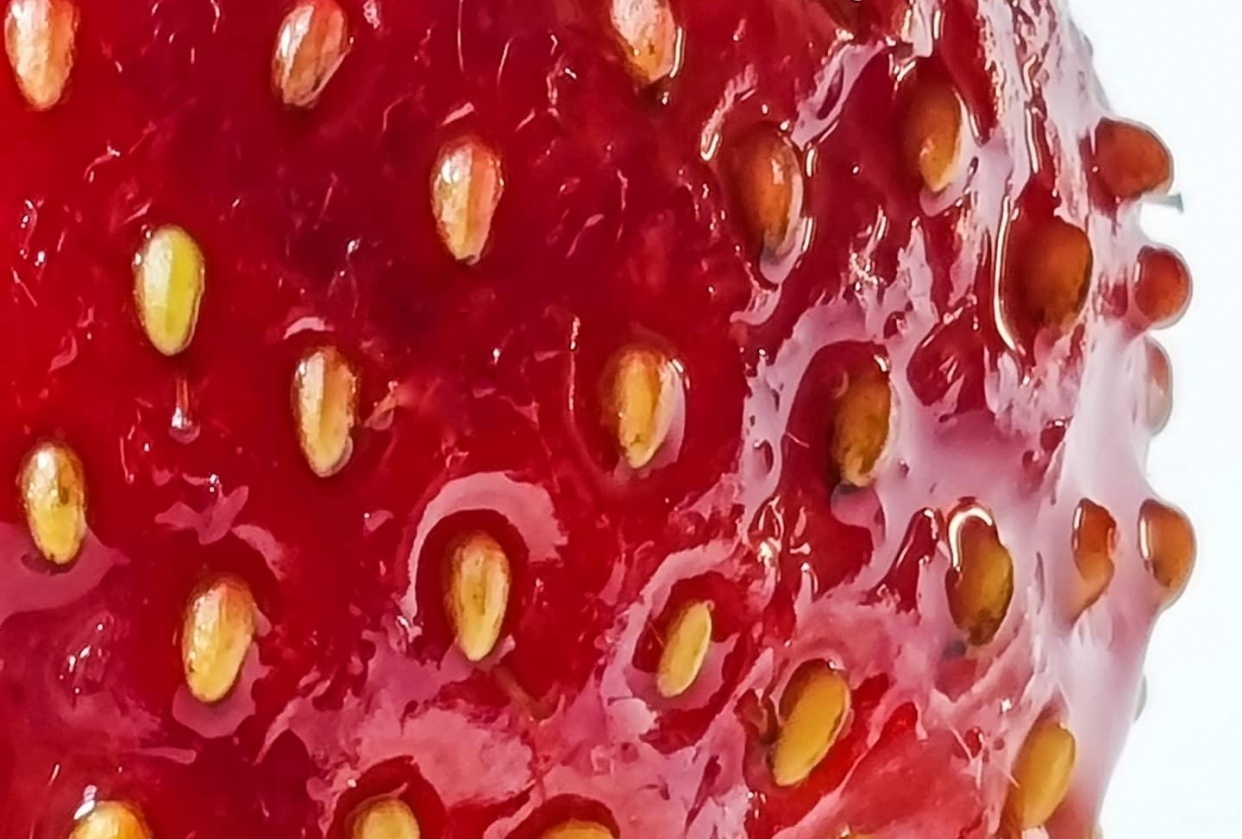 MOBILE Macrophotography - student project