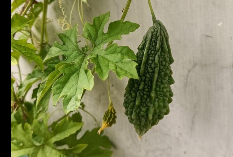 Terrace gardening