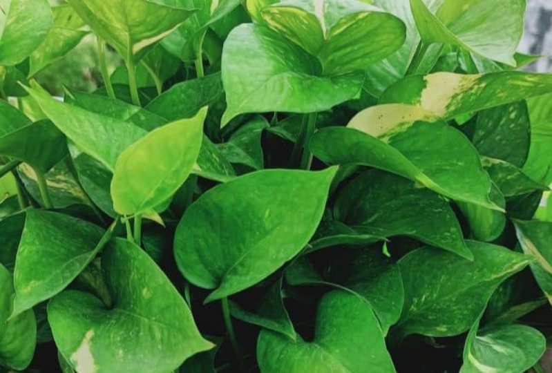 My Plant