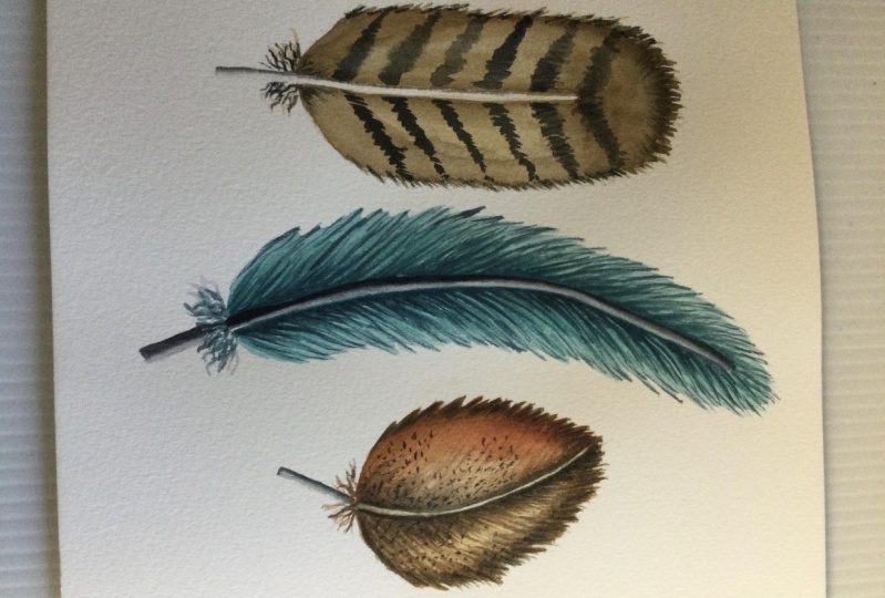 Feathers