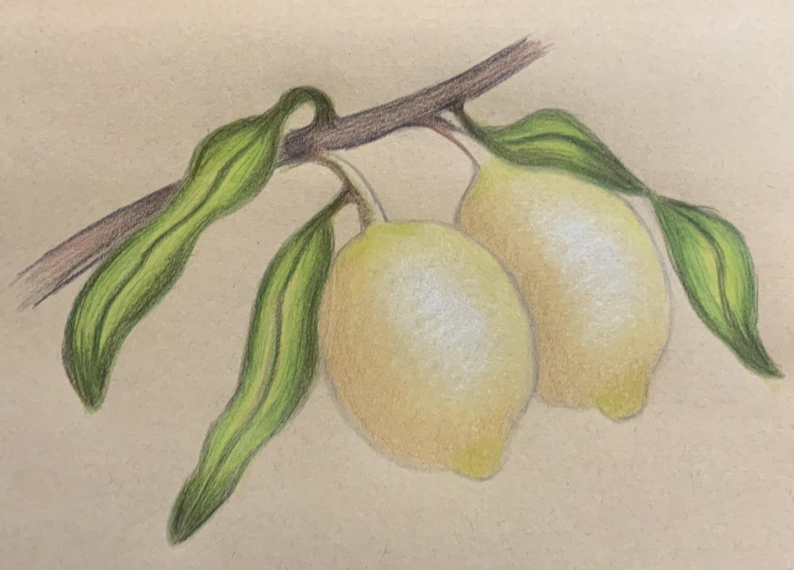 Lemon - student project