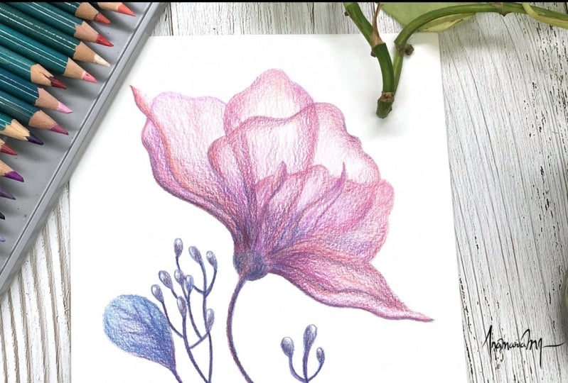 Flower in Colored Pencils