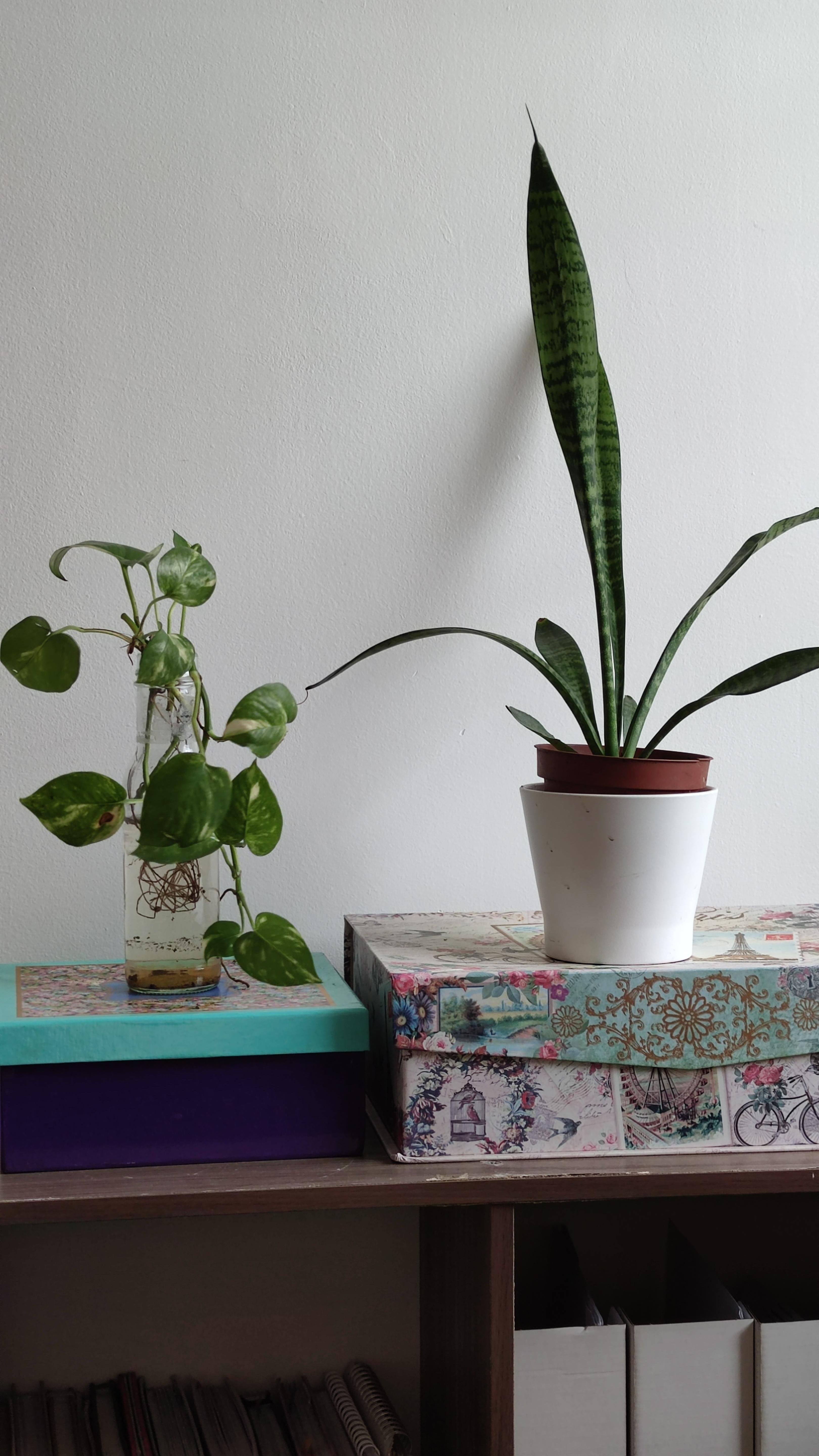 Snake & Pothos - student project