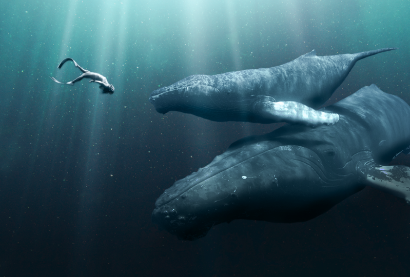The encounter