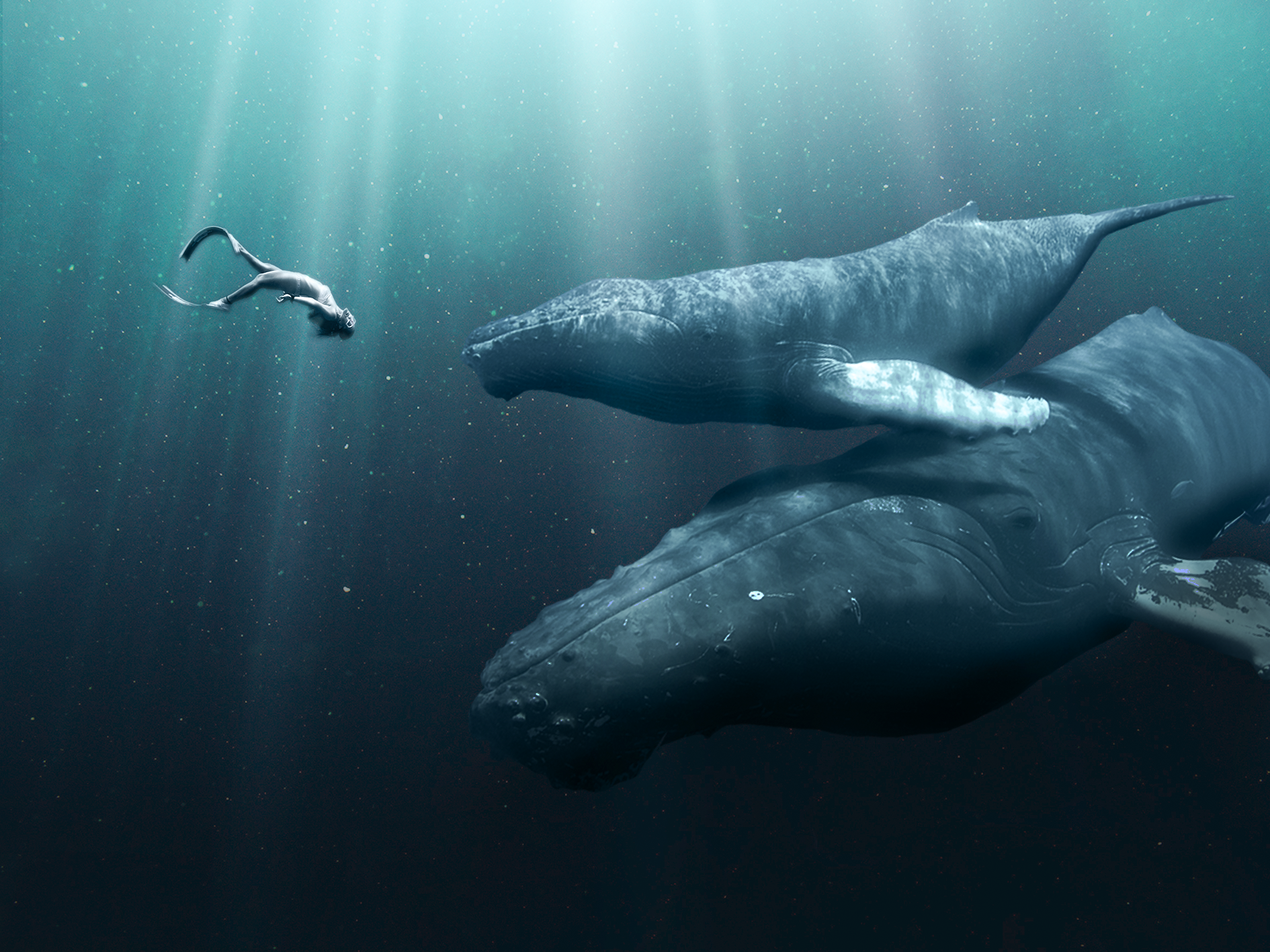 The encounter - student project