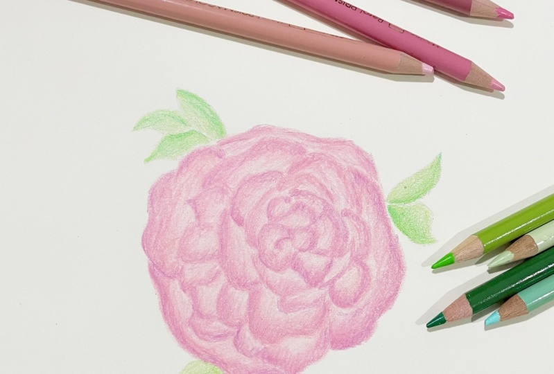 Coloured pencil rose