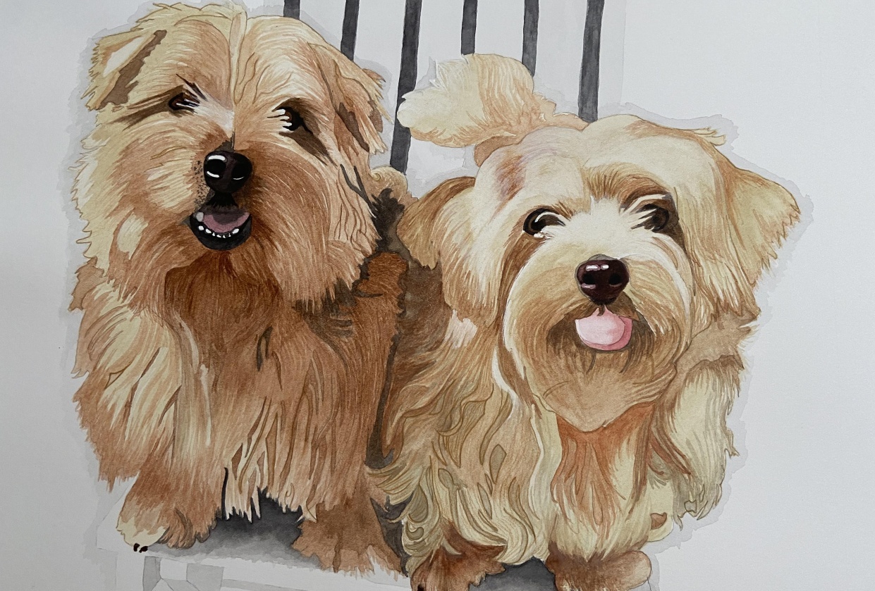2 dogs - student project