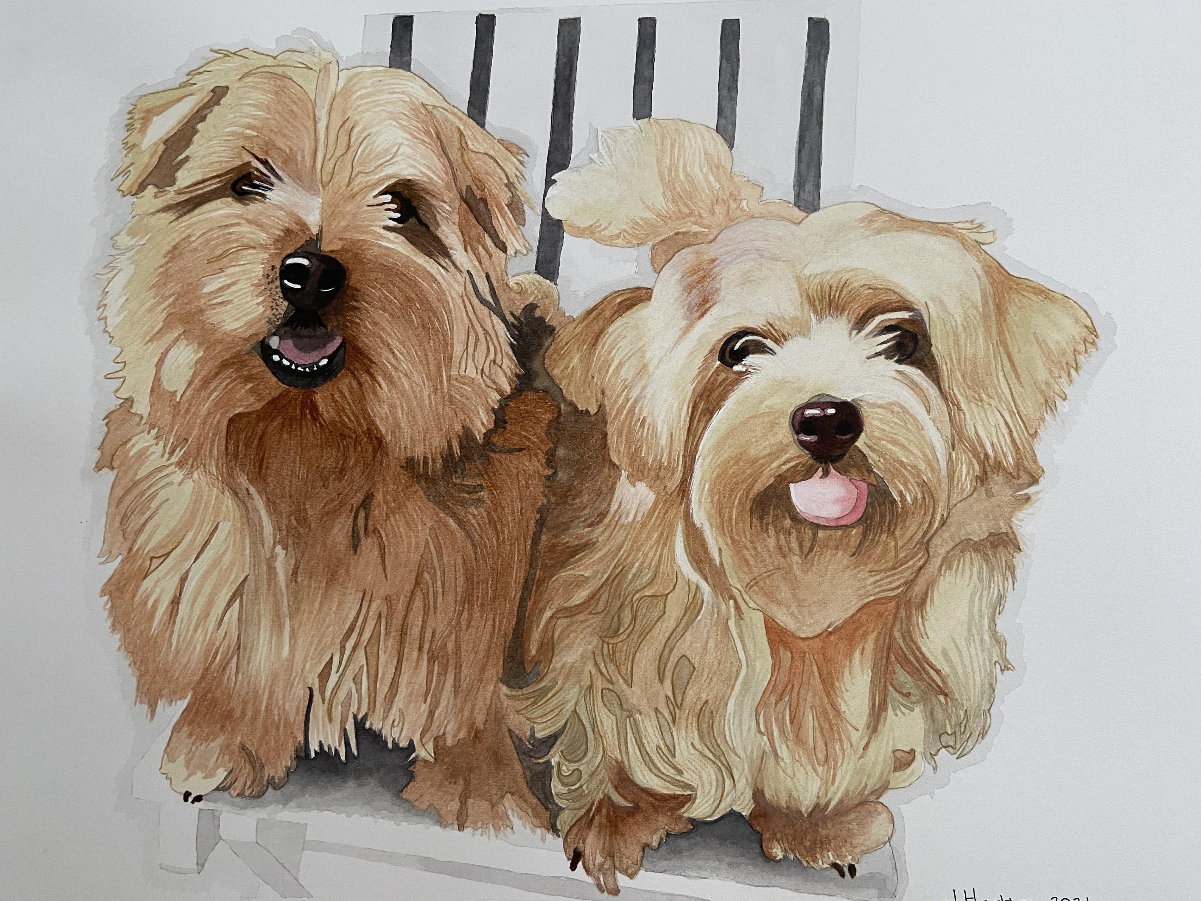 2 dogs - student project