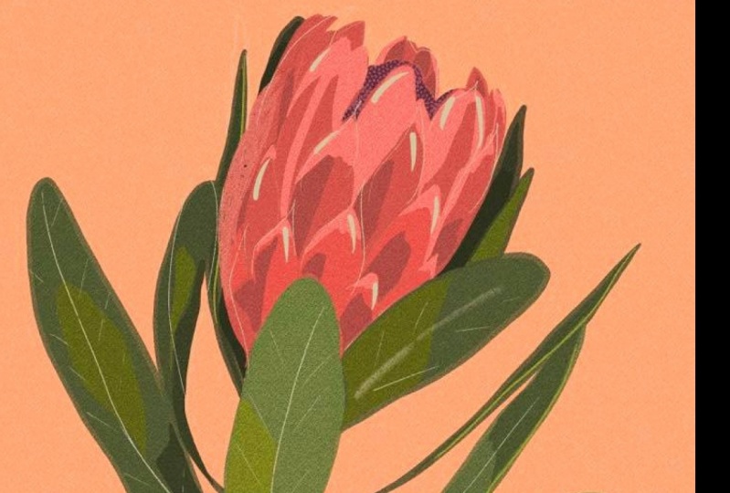 protea