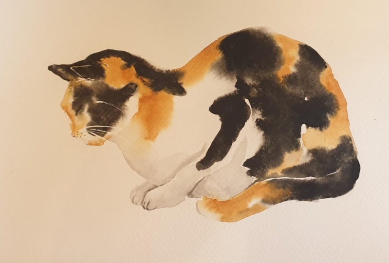 Calico Cat