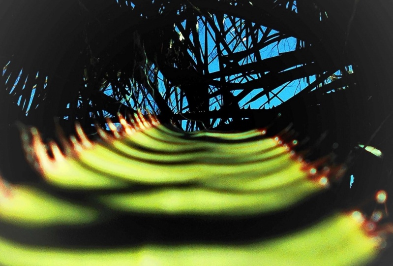 The Toy Camera Project