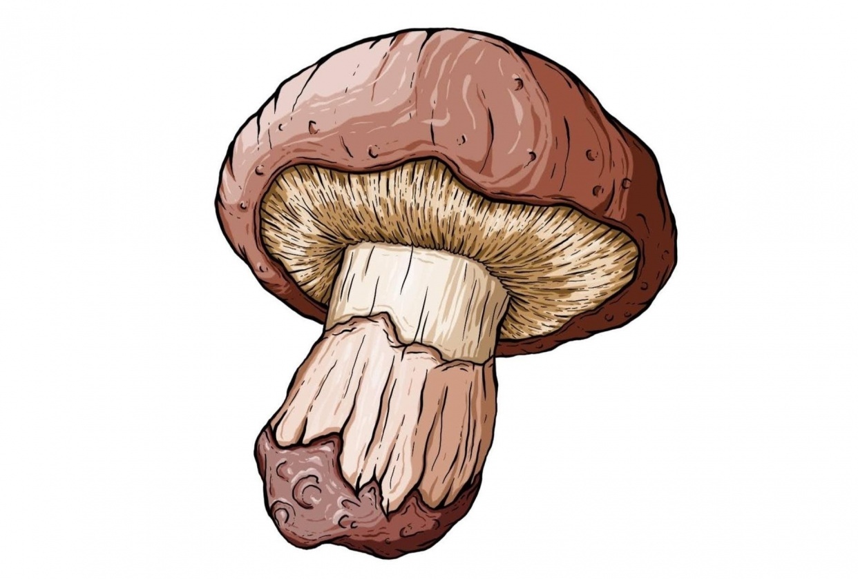 Procreate Inking and Shading Techniques - student project
