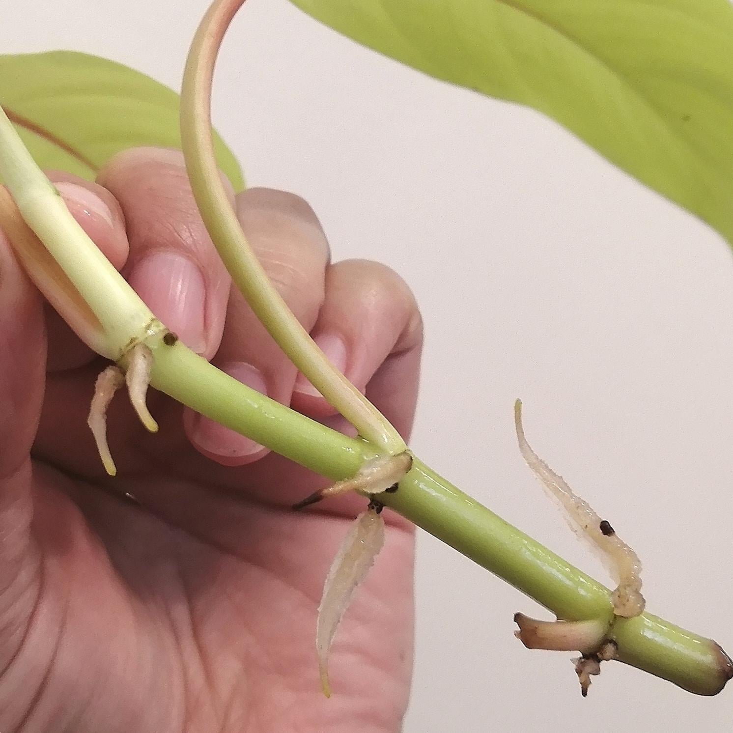 Roots! - student project