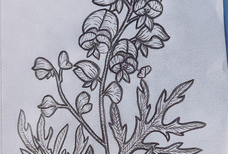 Wolfs Bane and Jimsonweed