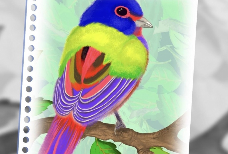 Colorful bird (fur-/+)