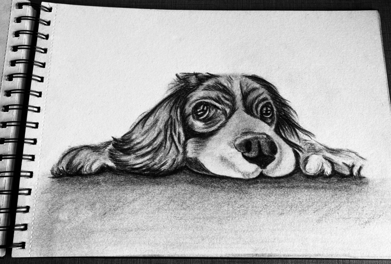 Sketch of the puppy