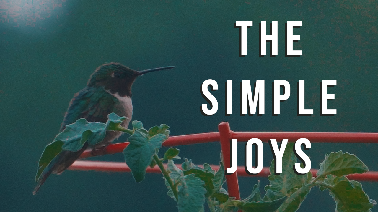 The Simple Joys of Hummingbirds - Documentary - student project