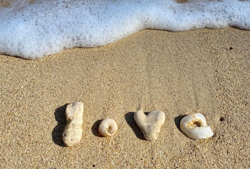 shells on the beach