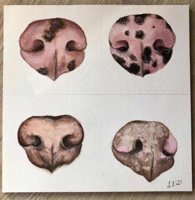 Dog noses - student project