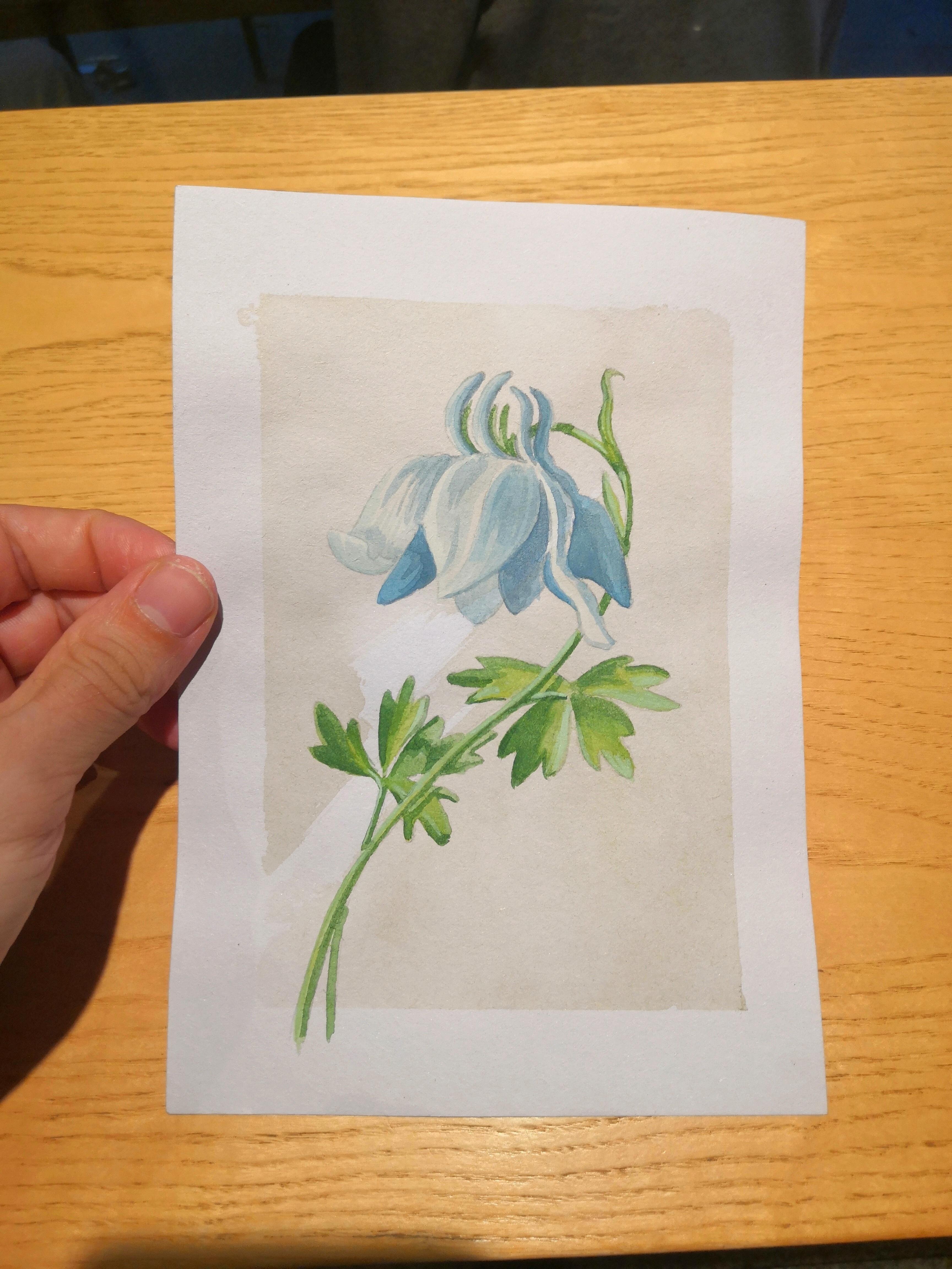 Alpine flower - student project