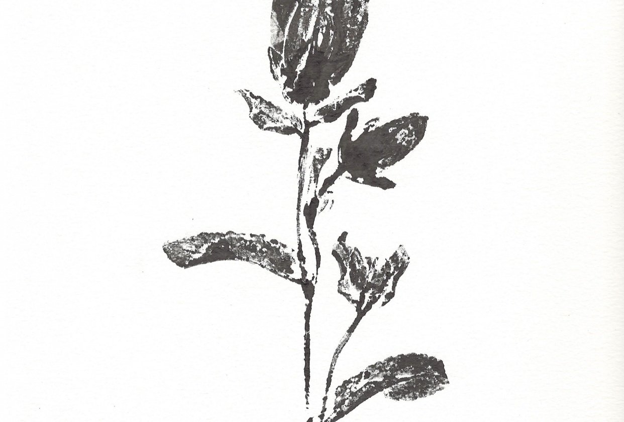 Campanula bloom - student project