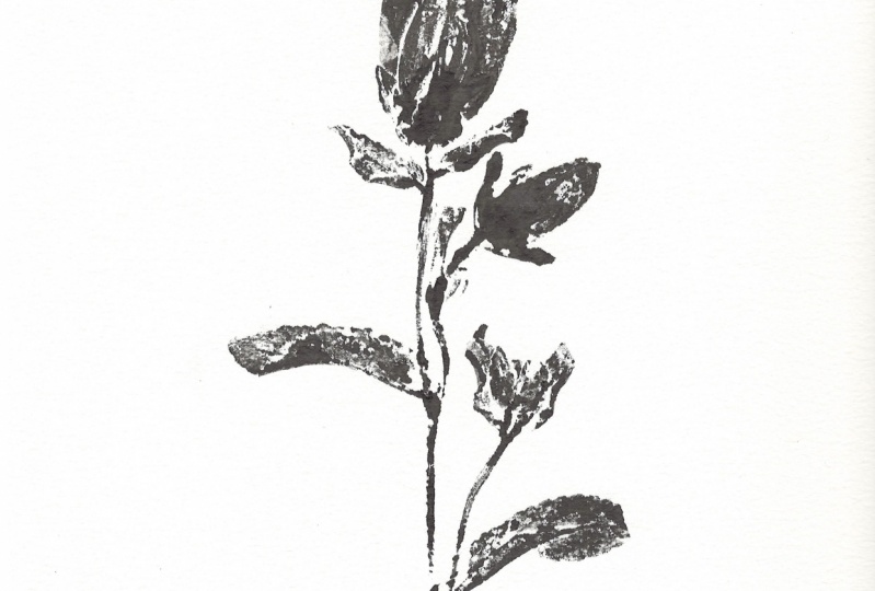 Campanula bloom