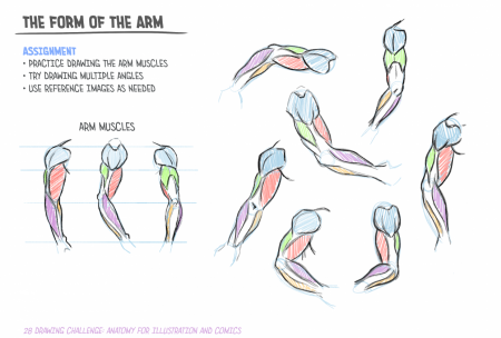 28 Day Drawing Challenge Anatomy For Illustration And Comics Josiah Jazza Brooks Skillshare