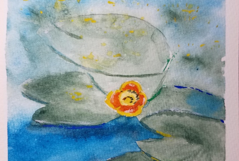 Waterlily