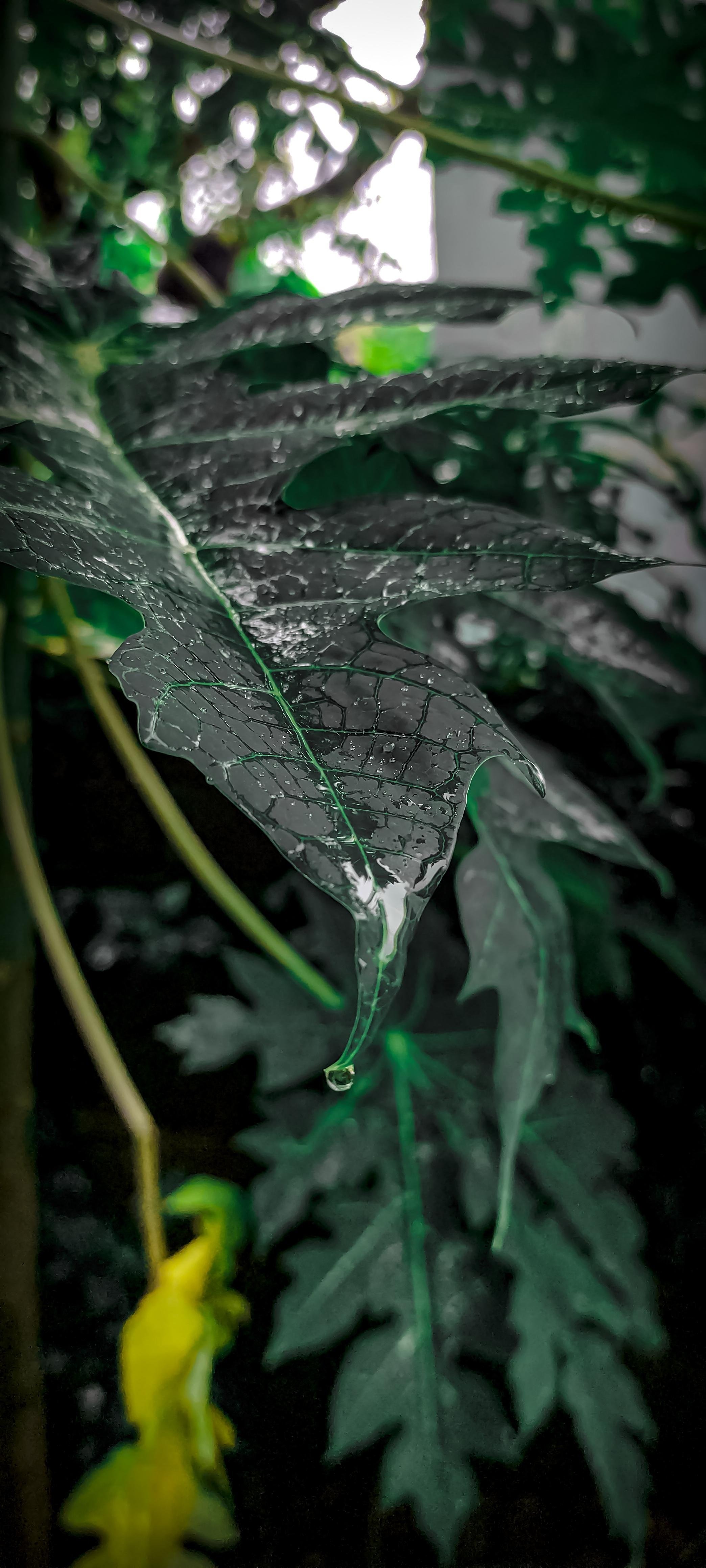 Leaf - student project