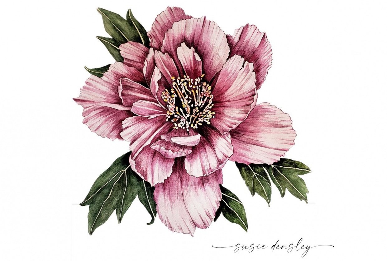 Peony in watercolor - student project