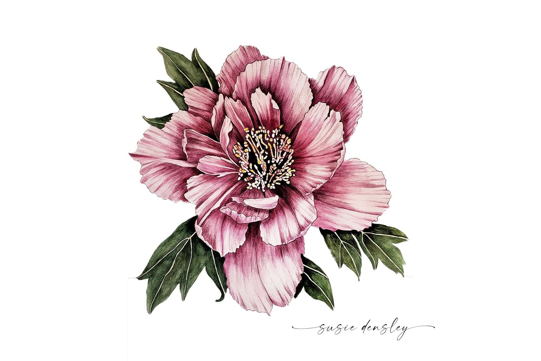 Arte botânica de flores em aquarela: como pintar uma flor de peônia  realista | Helen Turner | Skillshare, image size:1800x1200