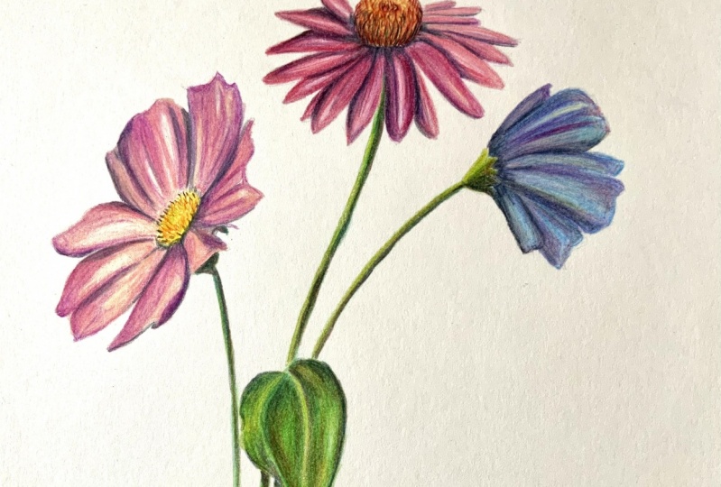Floral in coloured pencils