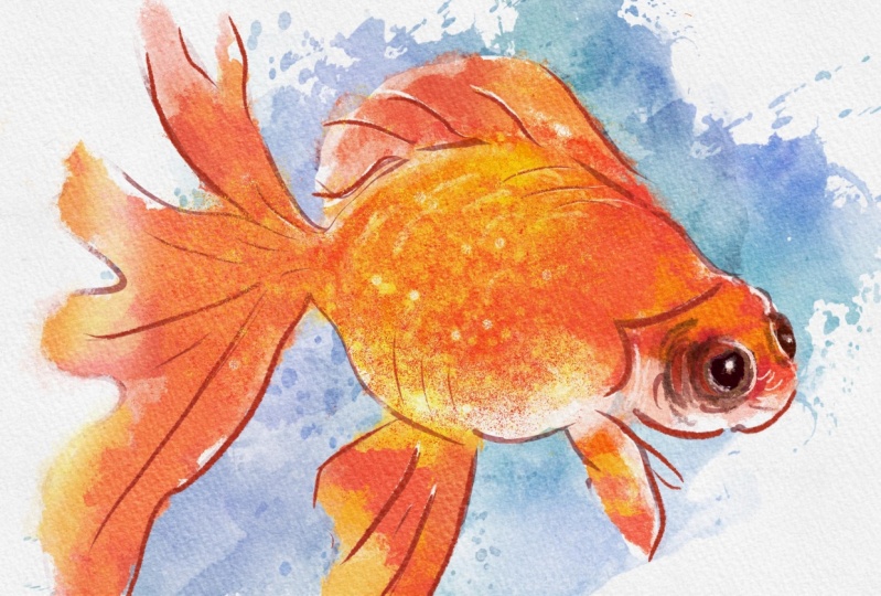 Goldfish