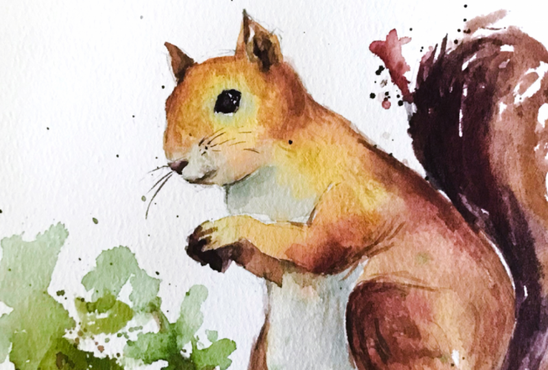 Red Squirrel