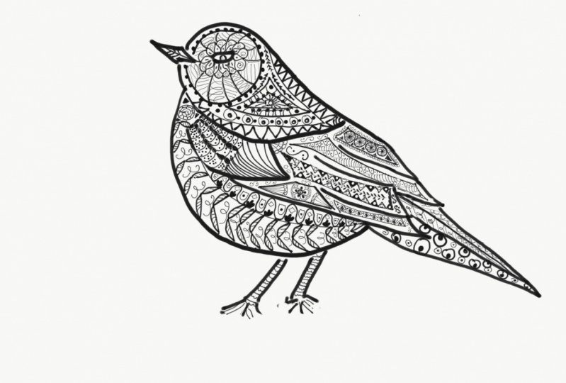 Bird ink illustration