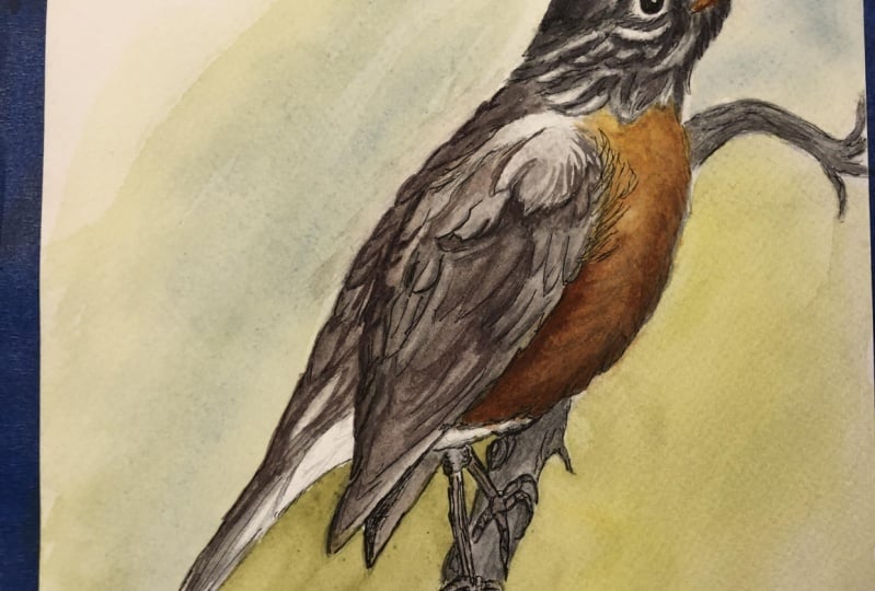 Line n wash robin