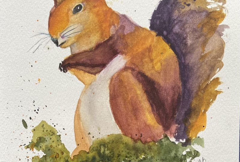 Red squirrell