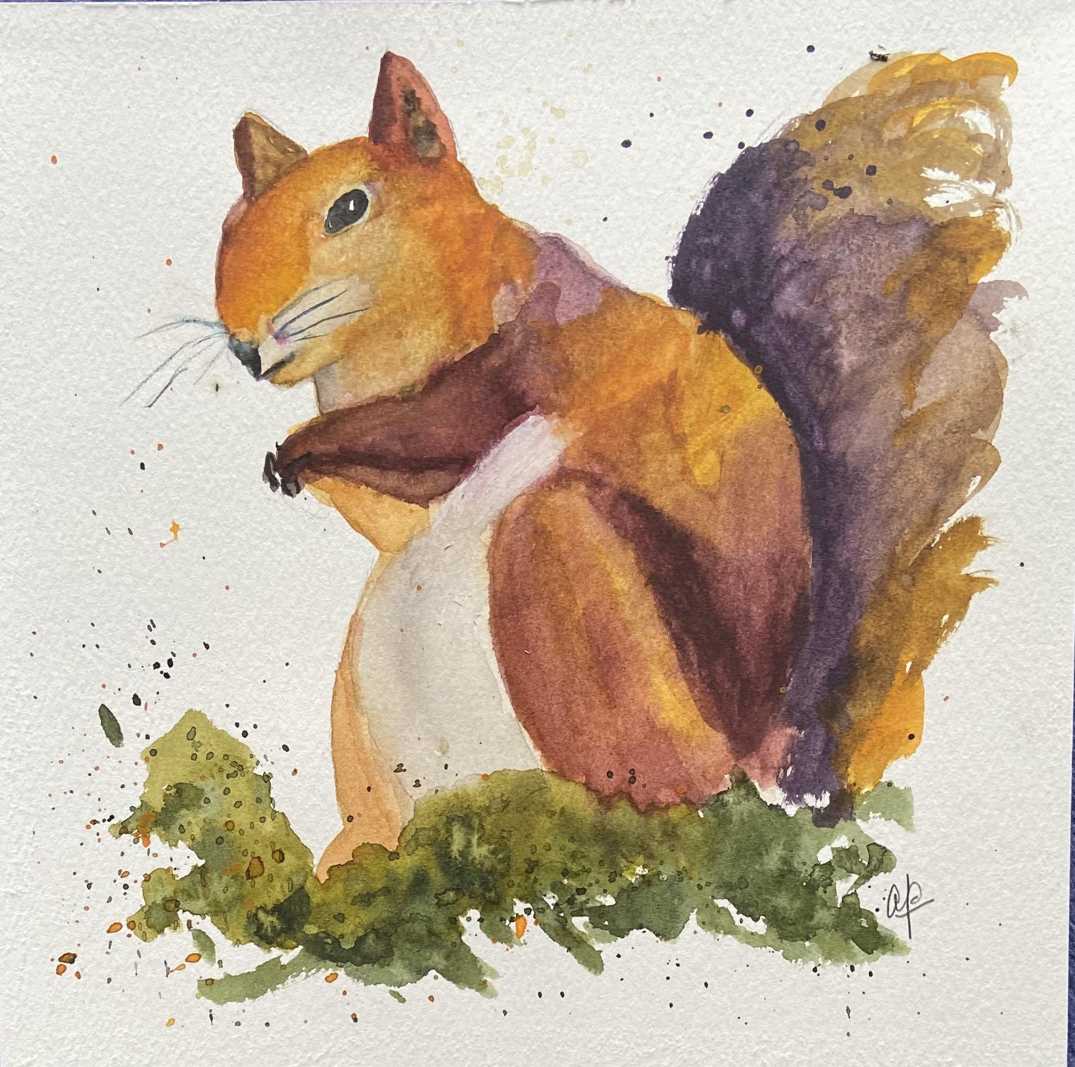 Red squirrell - student project