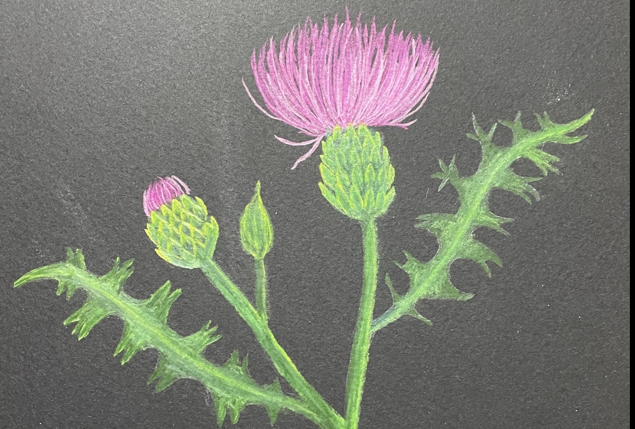 Scottish Thistle - student project