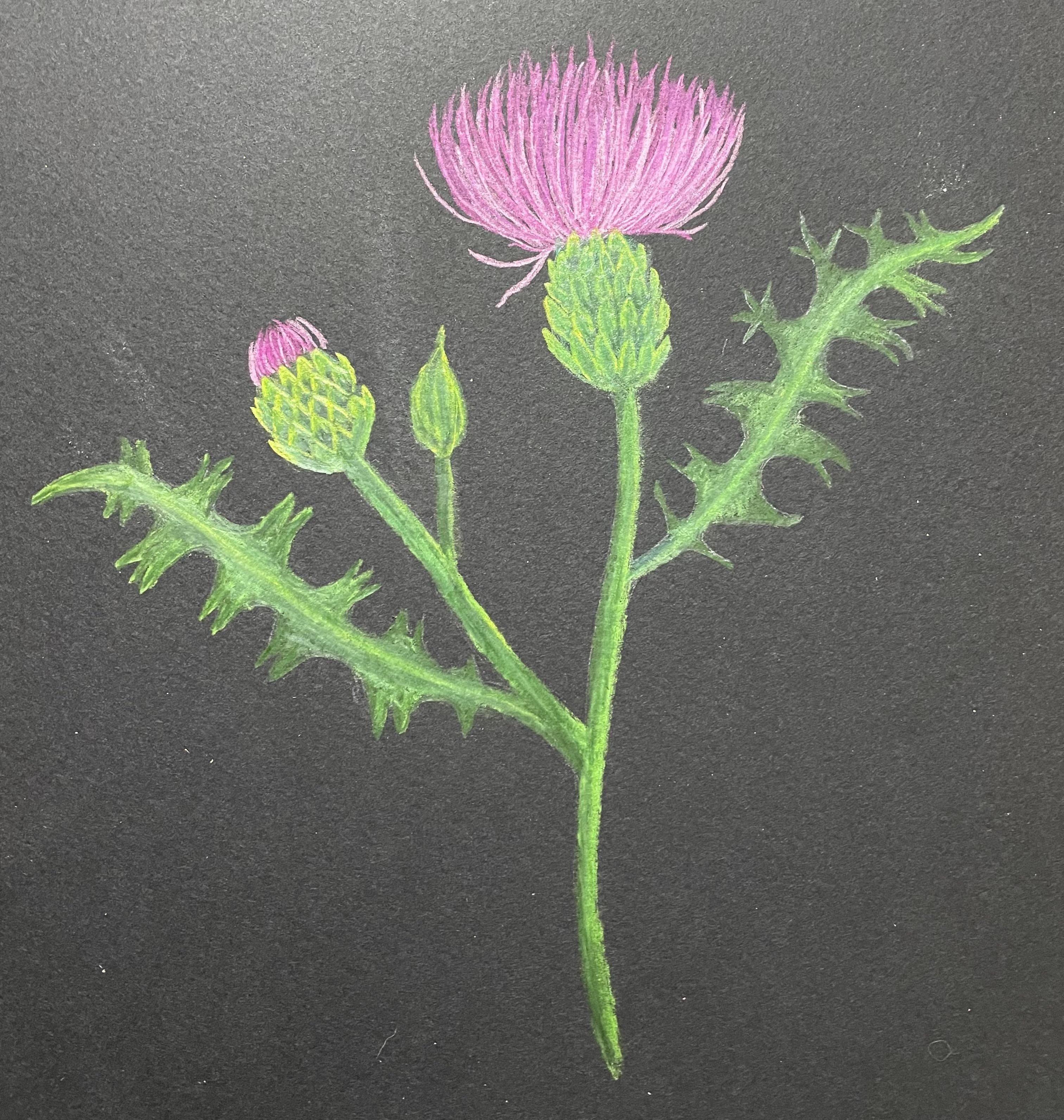 Scottish Thistle - student project