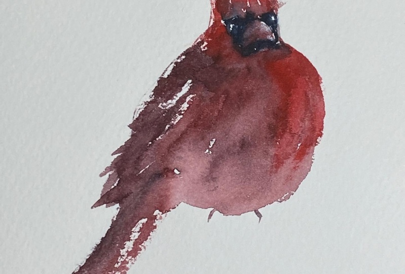 Red Cardinals